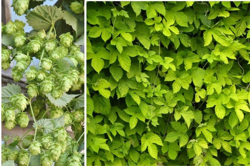 Humulus lupulus Aureus