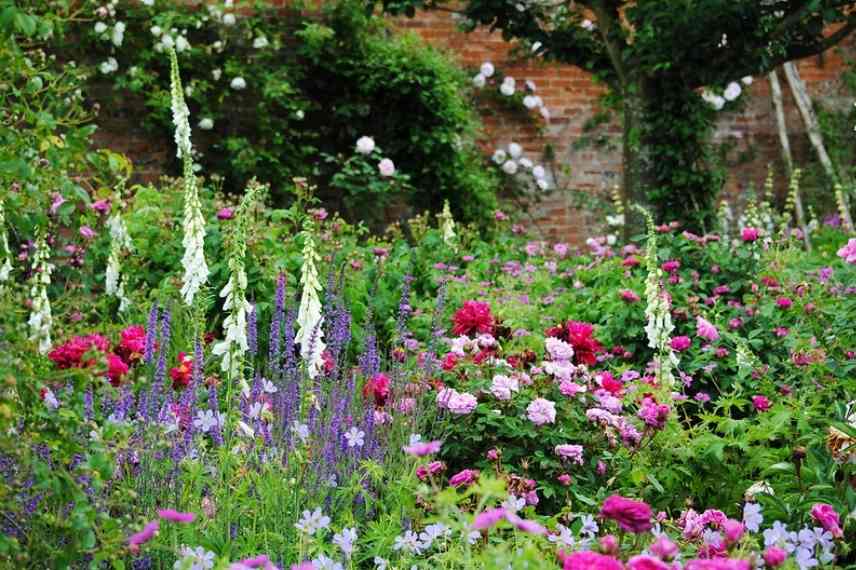 sauge arbustive planter intérêt raison différence atout qualité jardin, sauges varietes