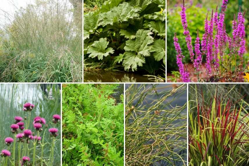 association associer idee massif Molinie Molinia