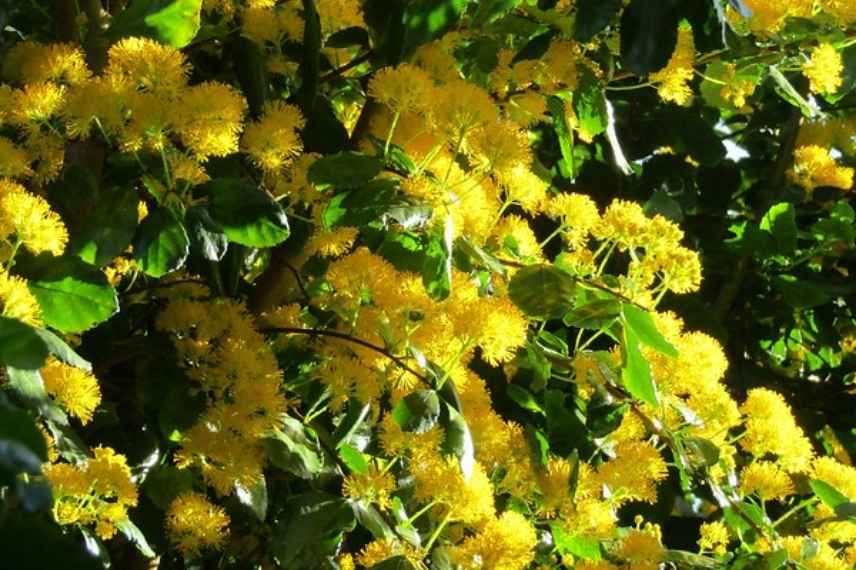 arbuste arbre méconnu, arbuste arbre rare, arbuste arbre peu vu, arbuste original