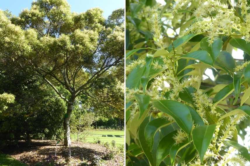 arbuste arbre méconnu, arbuste arbre rare, arbuste arbre peu vu, arbuste original