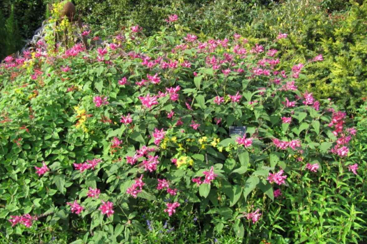 sauges annuelles plantation planter semis entretien