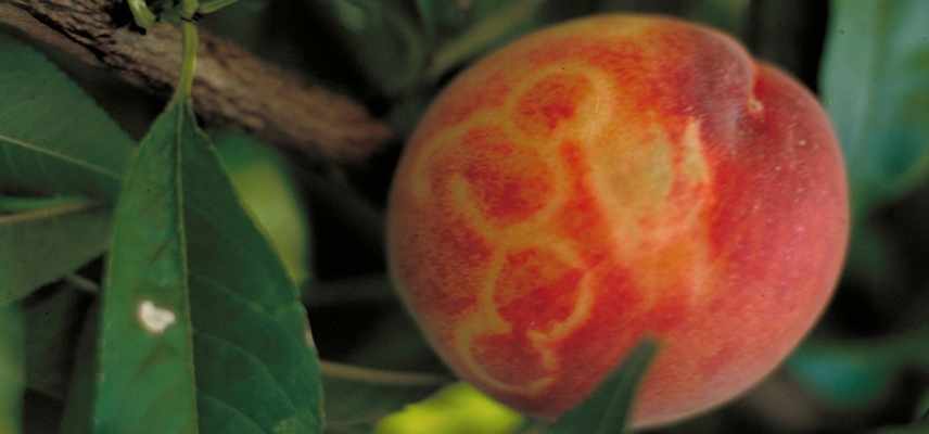 maladie pecher, ravageur pecher, pecher malade