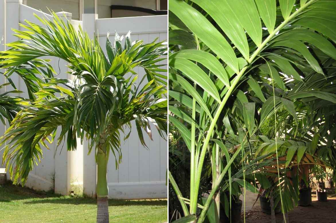 Veitchia, Adonidia, palmier culture en pot