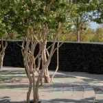 Les plus beaux arbustes en cépée