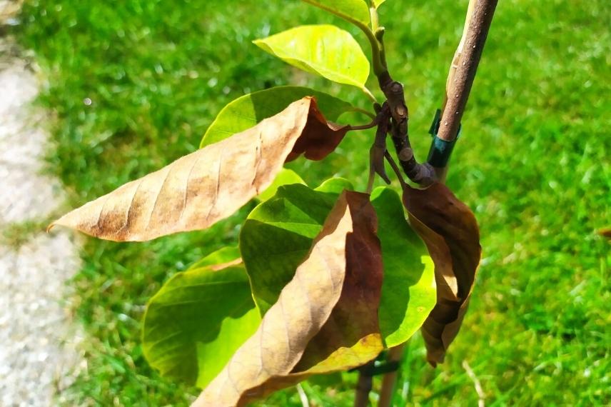 arbuste qui perd ses feuilles en ete
