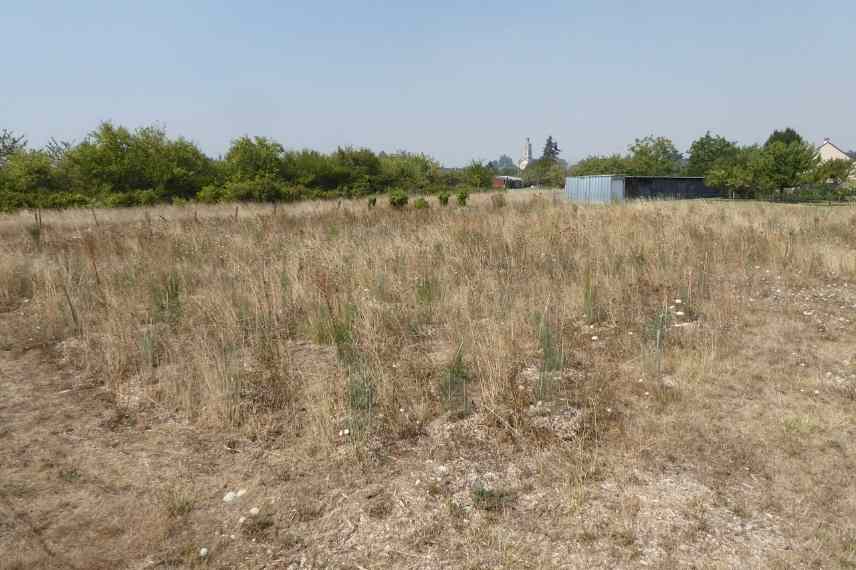 micro foret, foret urbaine, reforestation, Miyawaki