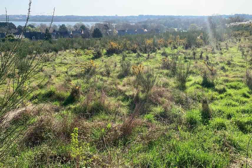 micro foret, foret urbaine, reforestation, Miyawaki