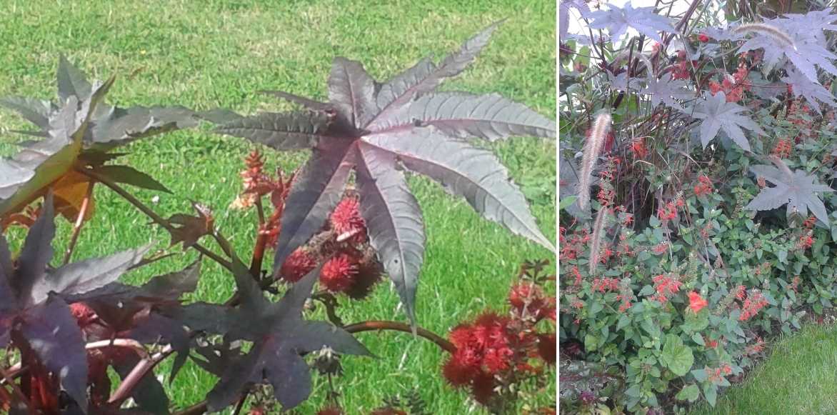 ricin, ricinus communis, plante feuillage exotique