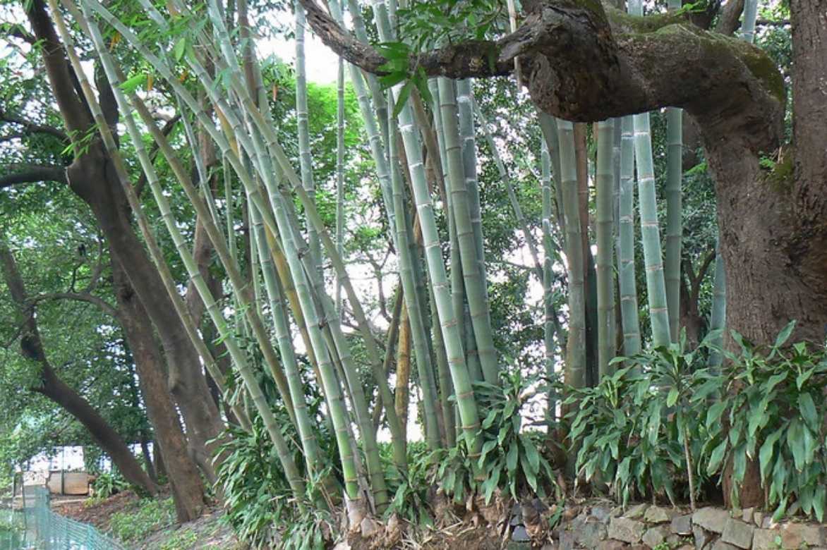 bambusa sp, bambusa, bambou géant