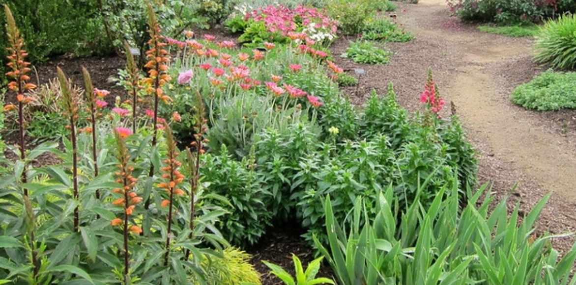 Digiplexis planter plantation entretien, digitale annuelle