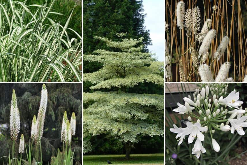 association phalaris