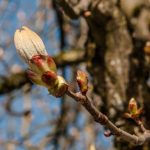 Peut-on encore se fier aux repères saisonniers et phénologiques au jardin ?