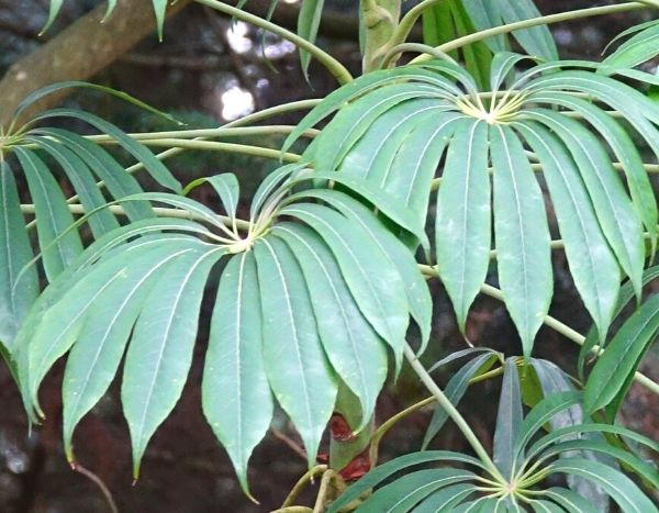 Faire une bouture de Schefflera