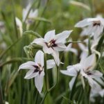 7 bulbes pour une floraison de fin d'été et début d'automne