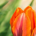 Tulipes : nos conseils pour échelonner les floraisons