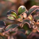Coprosma, Plante-miroir : plantation, culture