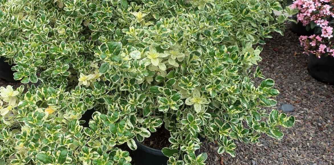Coprosma plante miroir plantation culture entretien,