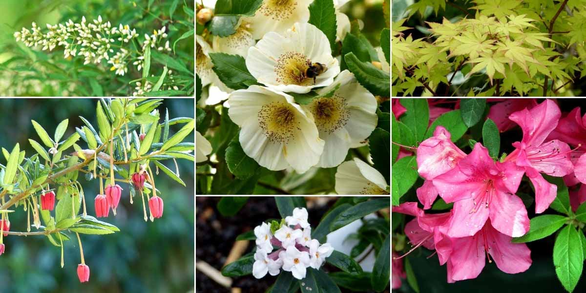 Inspiration pour associer l'Eucryphia au jardin
