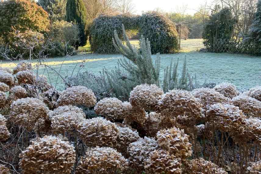 fleurs belles en hiver, fleurs sechees automne hiver, fleurs decoratives automne hiver, fleurs fruits graines graphiques, fleurs photogeniques, fleur fanées automne hiver