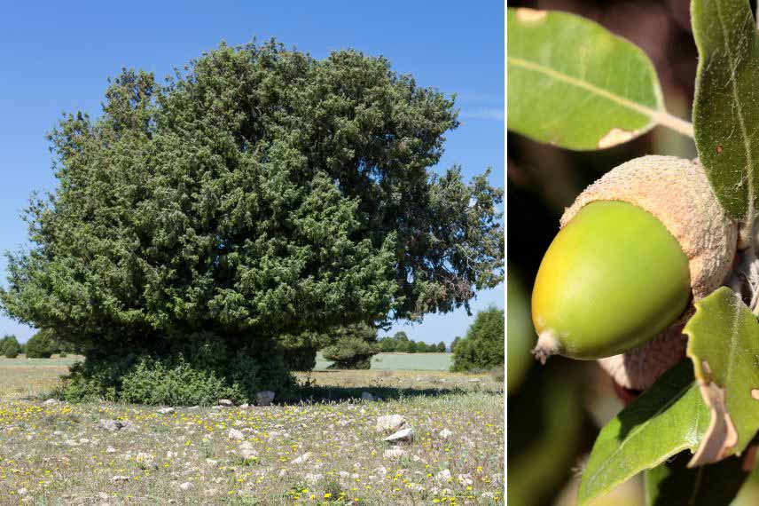 arbres méditerranéens