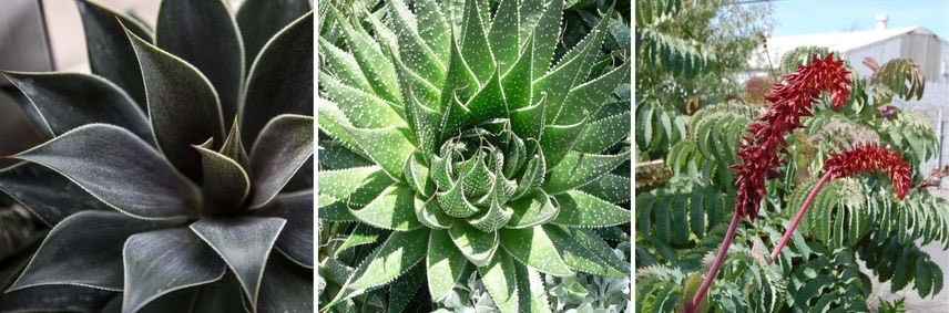 agave