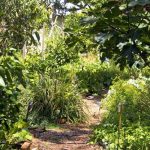 Créer une forêt jardin sans se ruiner avec les racines nues