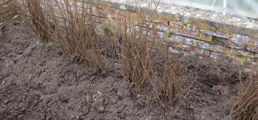 planter une haie en racines nues, plantation haie racines nues