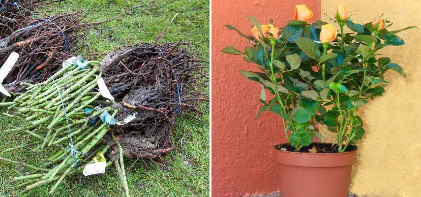planter rosiers en automne