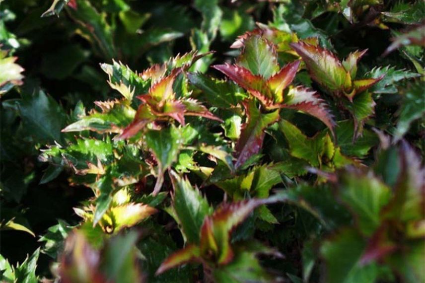 feuillage coloré de houx