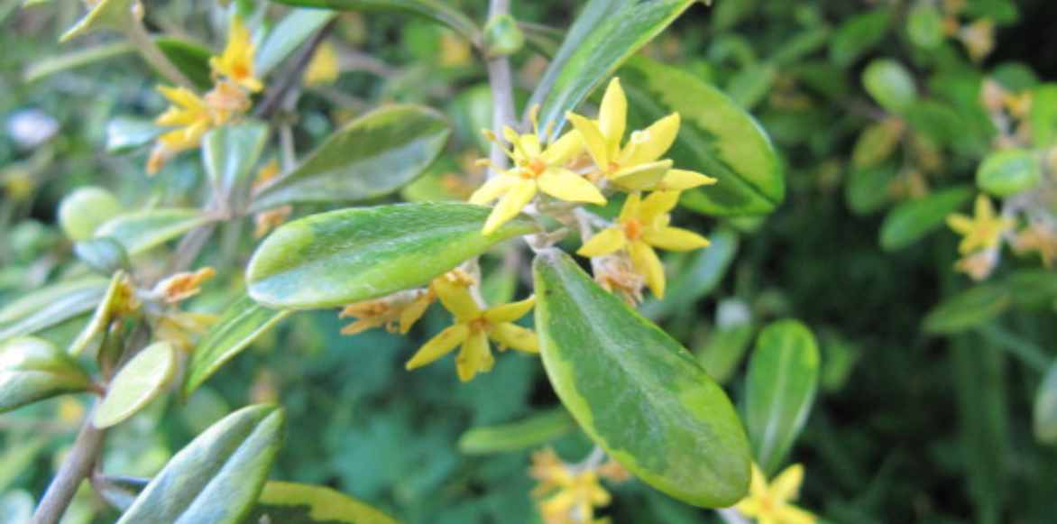Corokia, Corokie