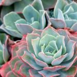 Echeveria : planter, cultiver et entretenir