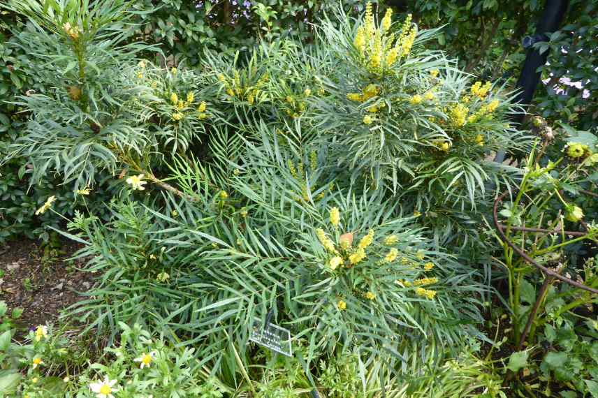 Mahonia fleurs floraisons automne automnale