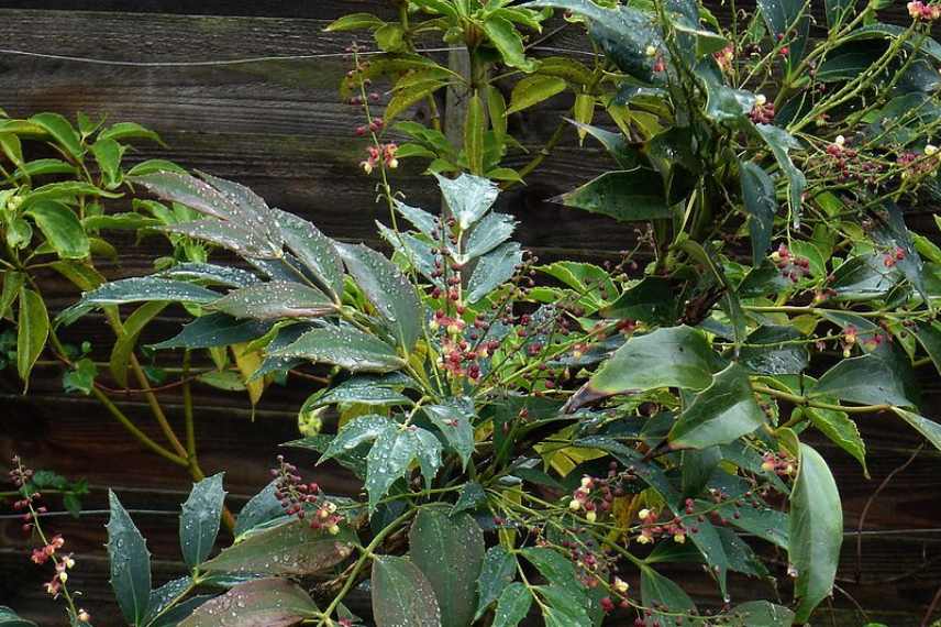 Mahonia fleurs floraisons automne automnale