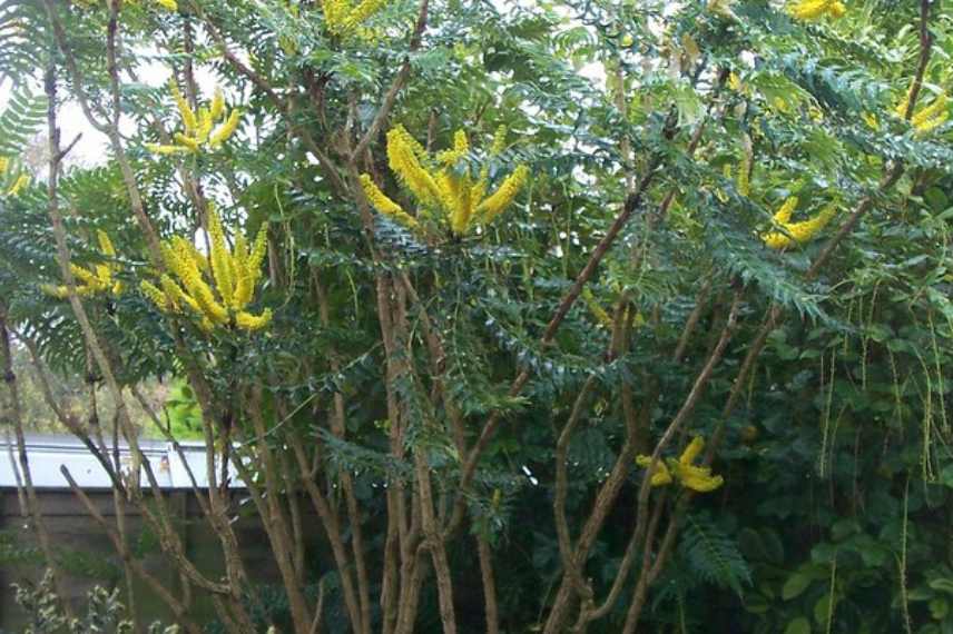 Mahonia fleurs floraisons automne automnale