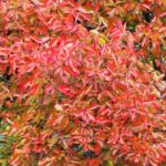 Nyssa, Gommier noir ou Tupélo : plantation, entretien