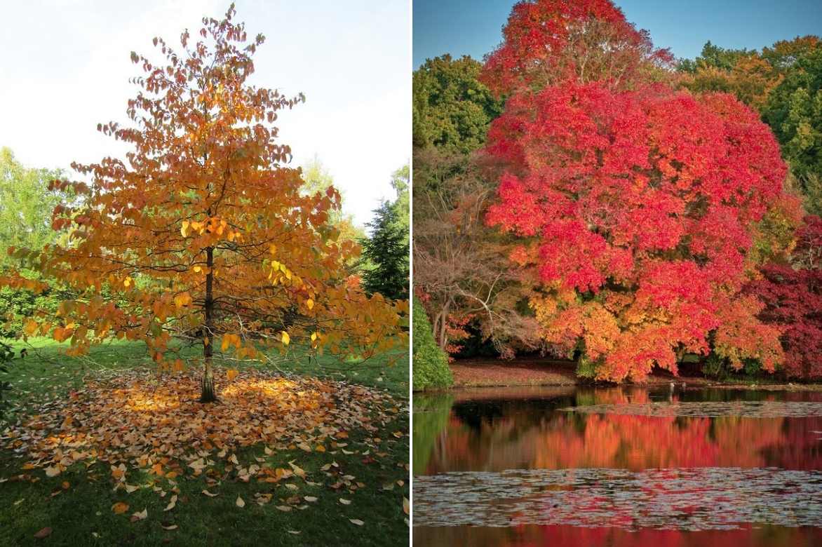 Nyssa, gommier noir, tupelo, plantation entretien, Nyssa sylvatica