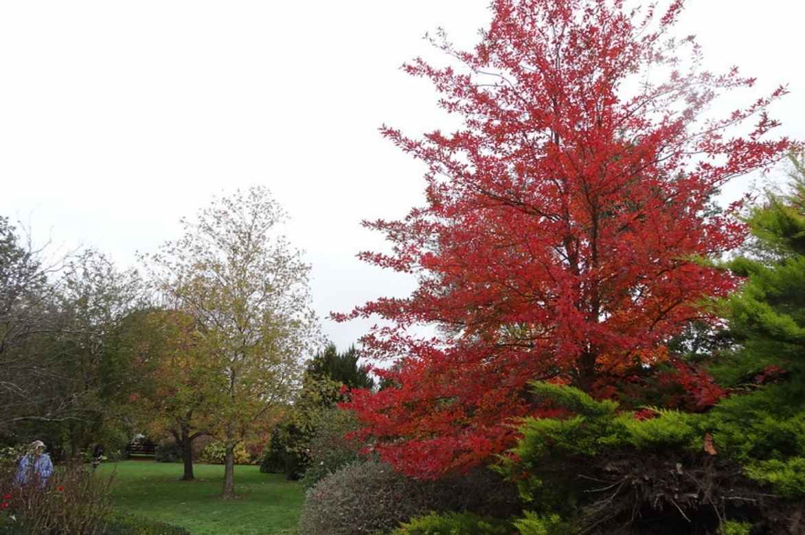 Nyssa, gommier noir, tupelo, plantation entretien, Nyssa sylvatica