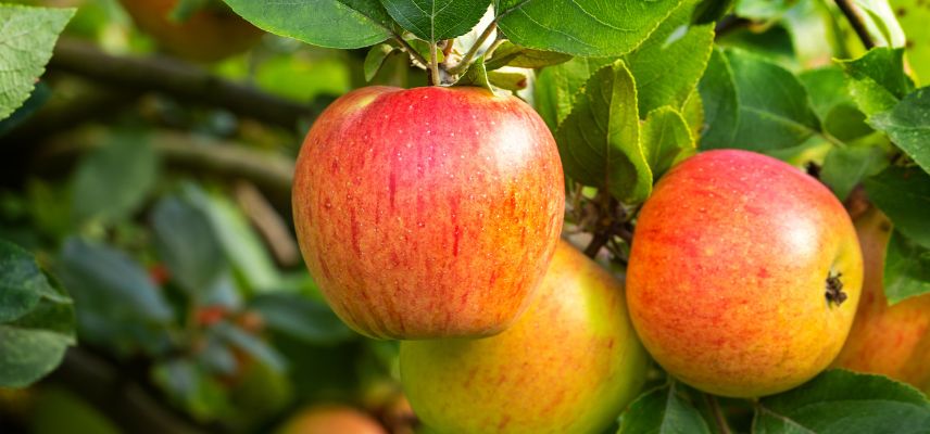 Pommes reine des reinettes sur son pommier