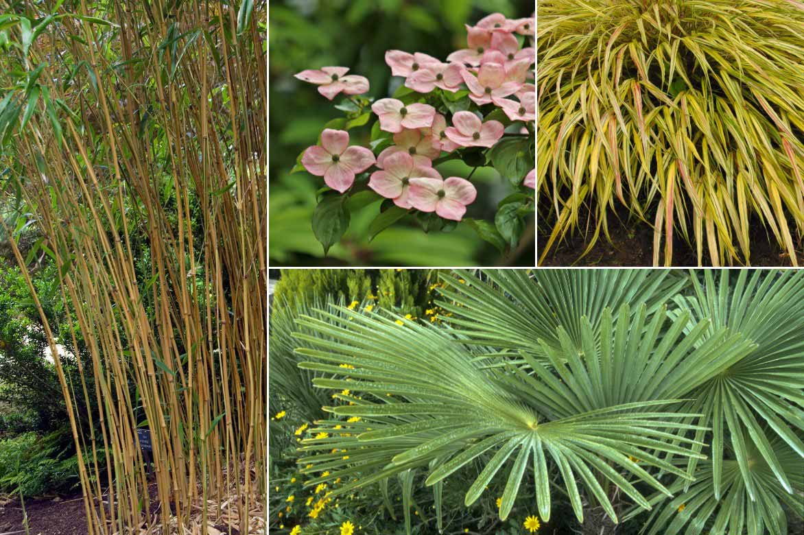 Comment associer le bambou noble, Semiarundinaria