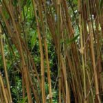 Semiarundinaria - Bambou noble : planter et cultiver