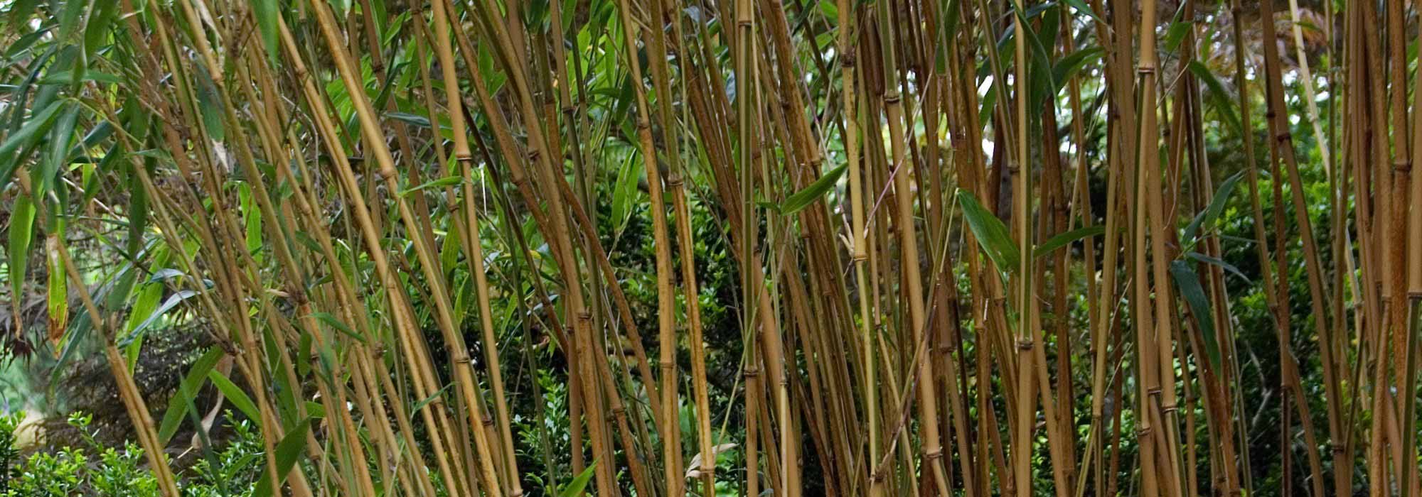 Semiarundinaria - Bambou noble : planter et cultiver