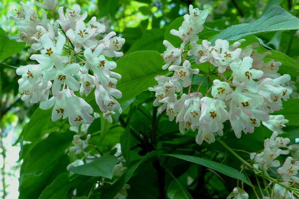 Staphylea, faux pistachier culture entretien plantation