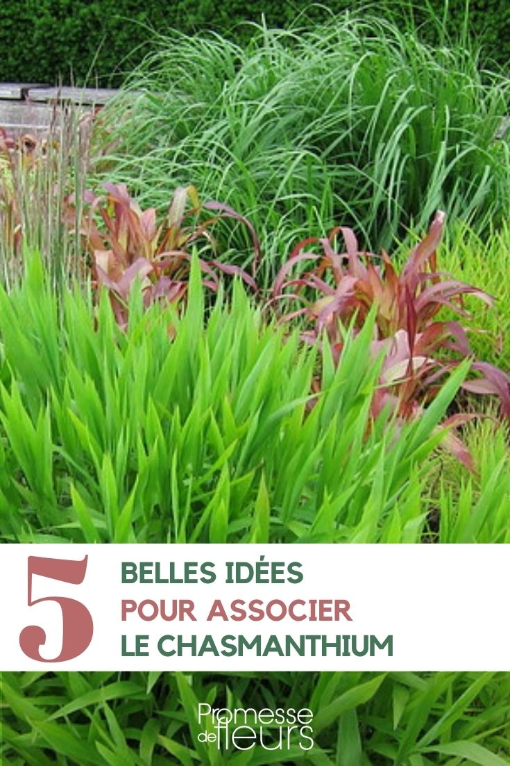 associer le chasmanthium