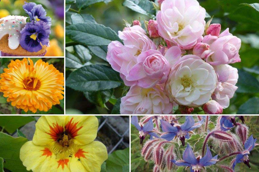 Association viola pensées Dans un carré de fleurs comestibles