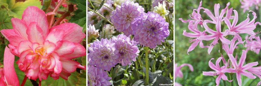 bulbes à floraions automnales