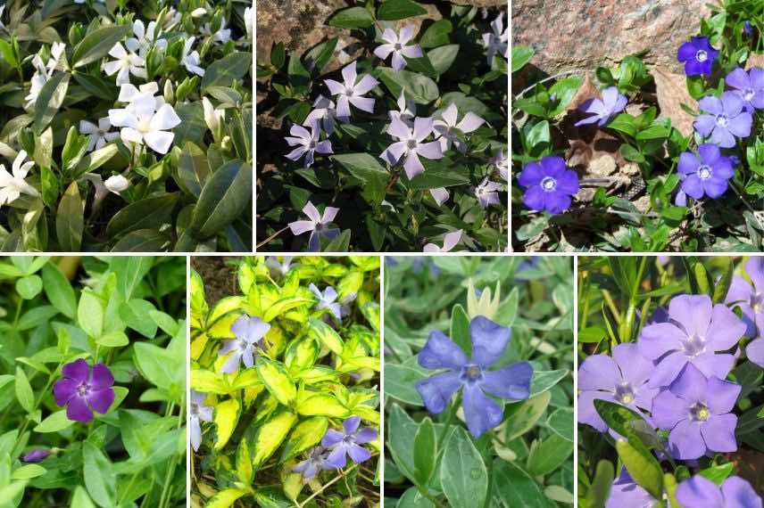 vinca
