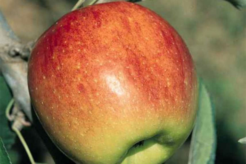 variétés de pommes tardives ‘Fuji’