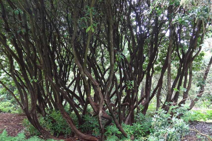 taille arbres transparence