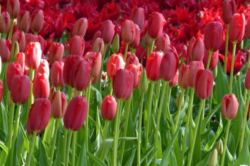 tulipes à fleurs rouges